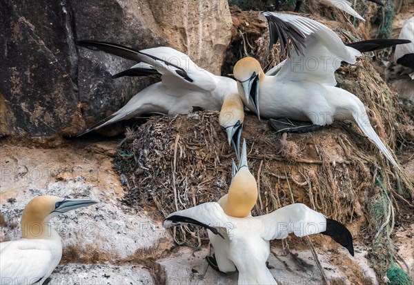 Northern gannet