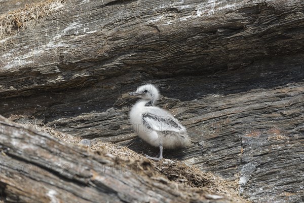 Kittiwake