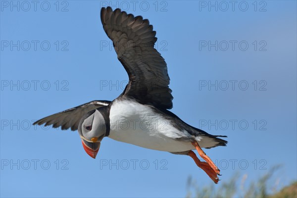 Puffin