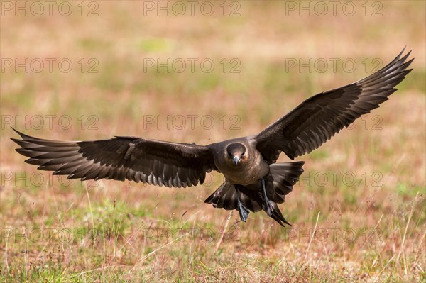 Arctic skua