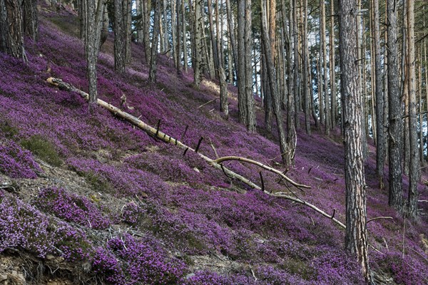 Flowering snow heather