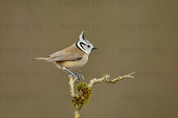 Crested tit