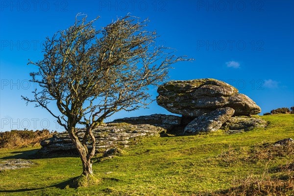 Fields and meadows in Haytor Rocks