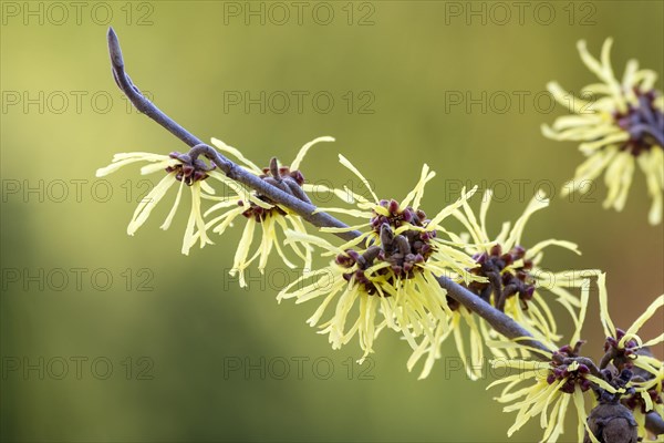 Witch-hazel