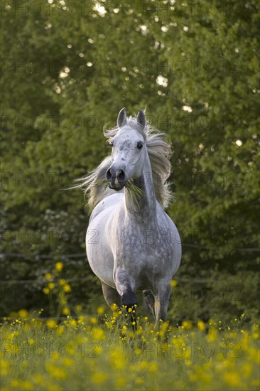 Thoroughbred Arabian gelding grey in spring on the meadow