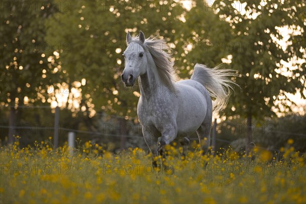 Thoroughbred Arabian gelding grey in spring on the meadow