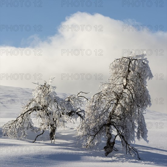 Snow and snow-covered trees in Sancy massif