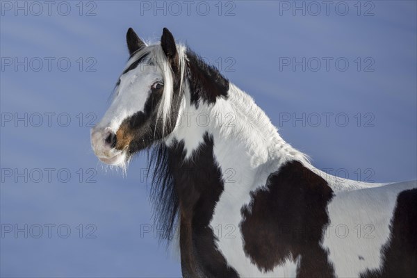 Pied Tinker mare in winter