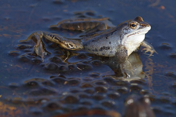 Moor frog