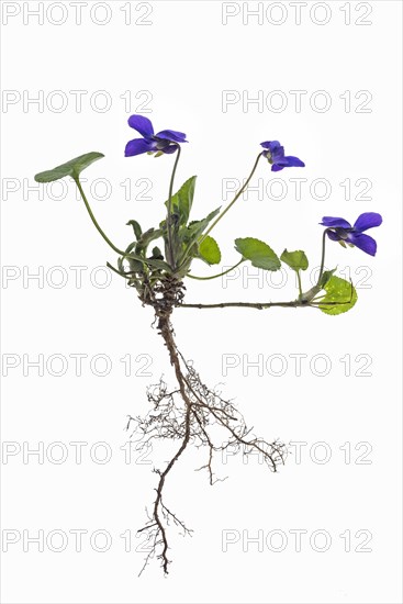 Wood violet