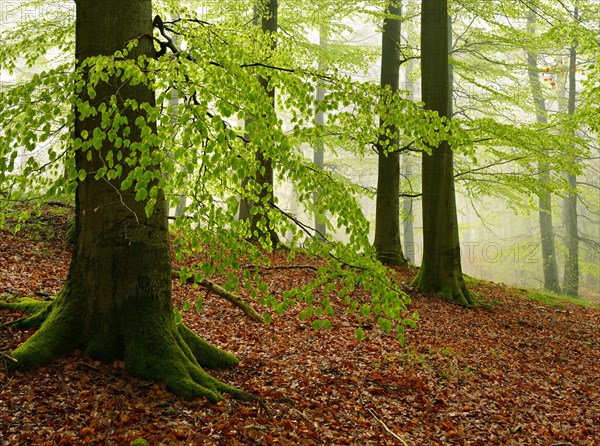 Beech forest with fog in early spring