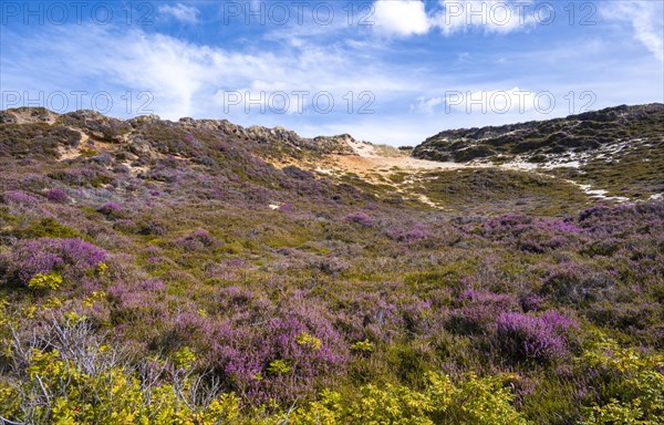 Dunes and heath landscape