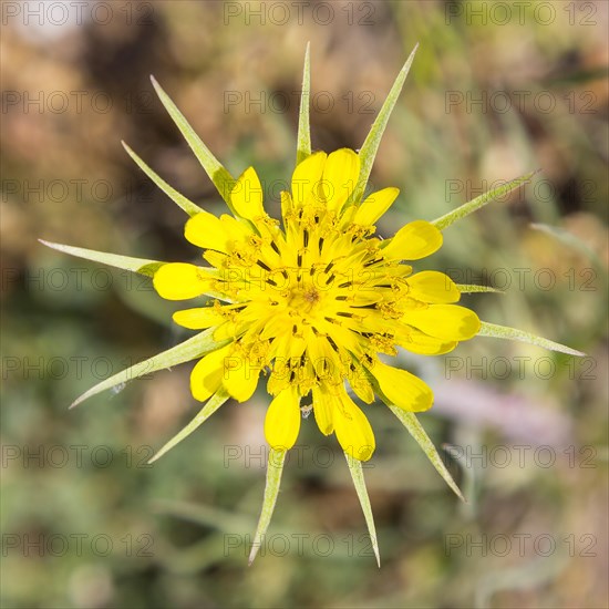 Western salsify