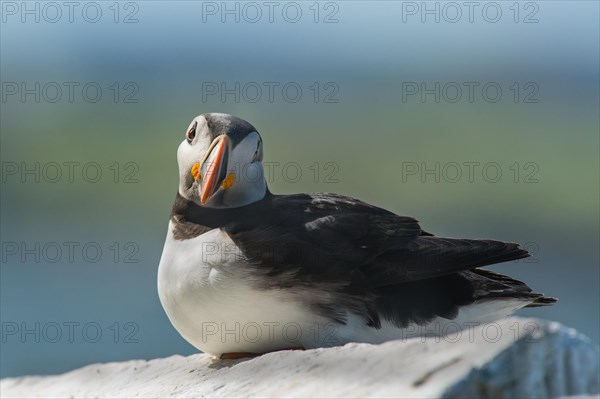 Puffin