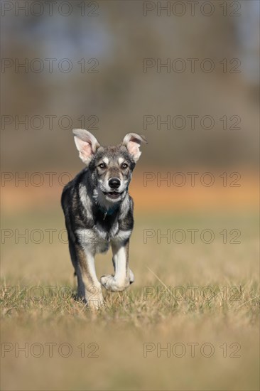 Marxdorf wolfhound