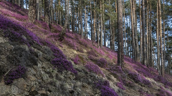 Flowering snow heather