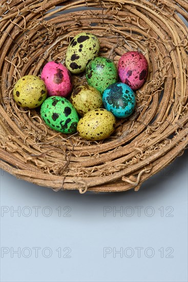 Coloured quail eggs in nest