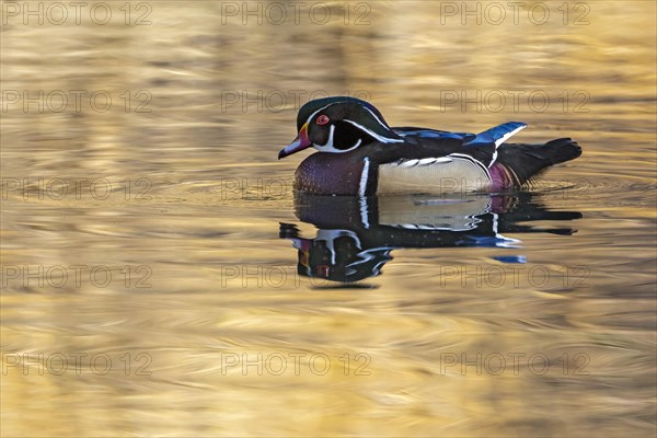 Wood duck