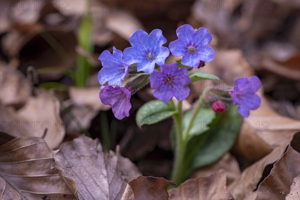 Common lungwort