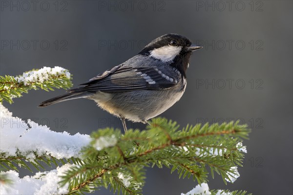 Coal tit