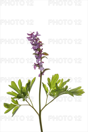 Red-flowered hollow larkspur