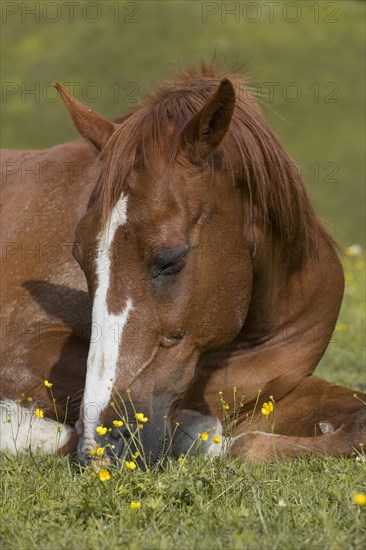 Sleeping warmblood gelding on pasture