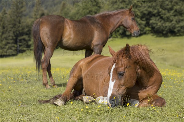 Sleeping warmblood gelding on pasture