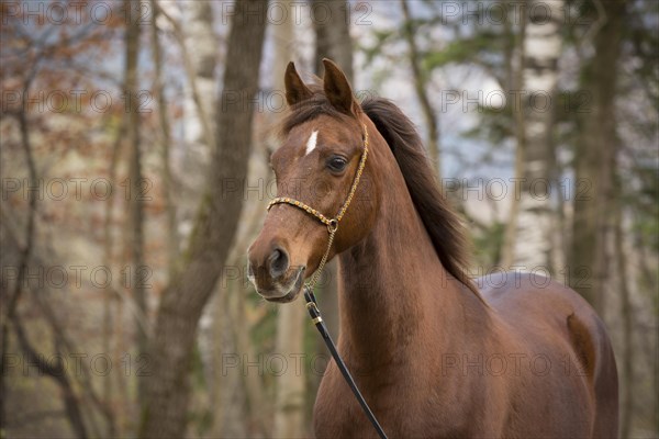 Thoroughbred Arabian gelding chestnut in autumn portrait with decorative halter