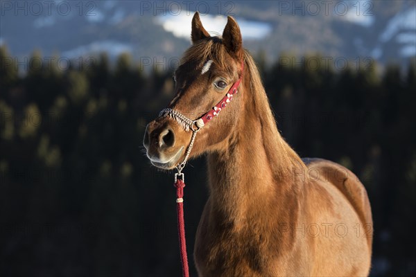 Thoroughbred Arabian gelding with traditional halter in winter portrait