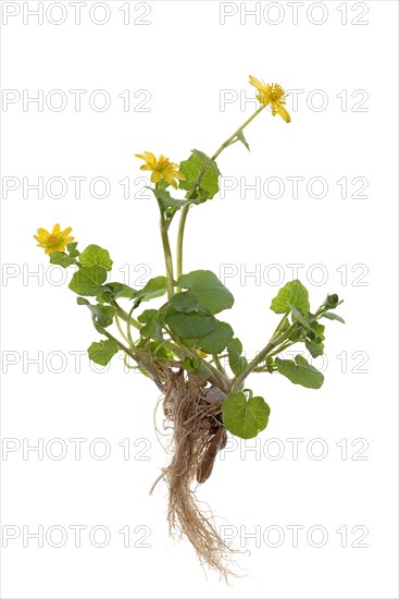 Lesser celandine