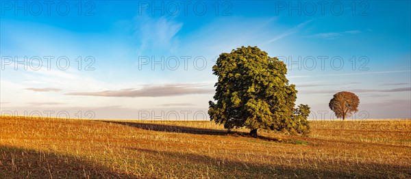 Solitary horse chestnut