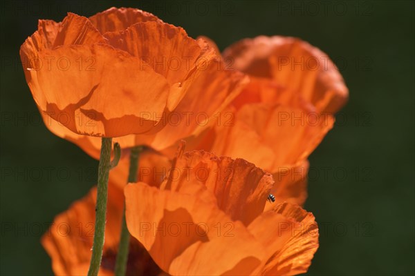 Giant poppy