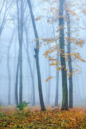 Bare forest with fog in November