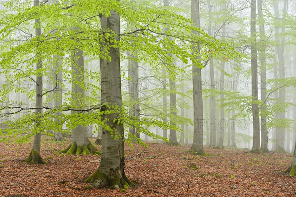 Beech forest with fog in early spring