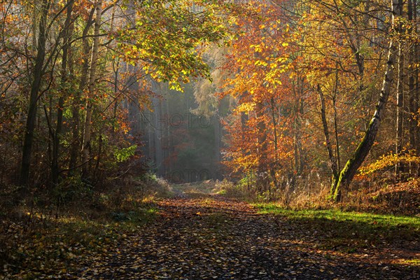Hiking trail through mixed forest in autumn