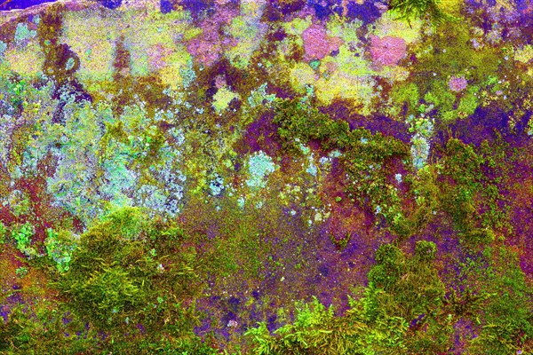 Mossy sand-lime brick