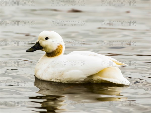 Common pochard