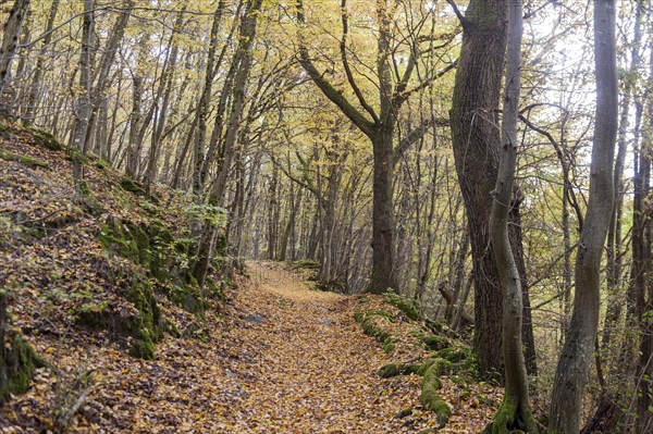 Yellow carpet of leaves on hiking trail