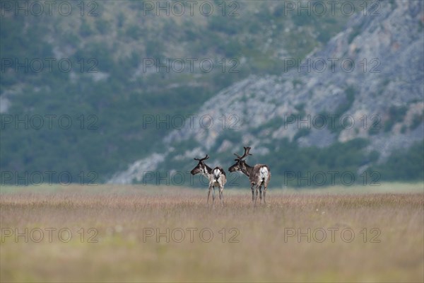 Reindeer