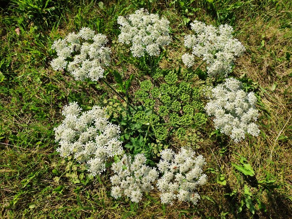 Cow parsley