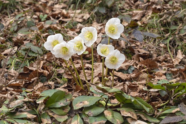 Helleborus niger