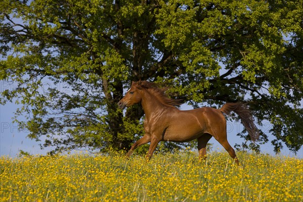 Young thoroughbred Arabian mare gallops over the flower meadow