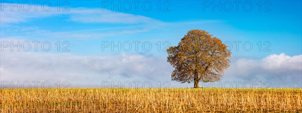 Solitary horse chestnut