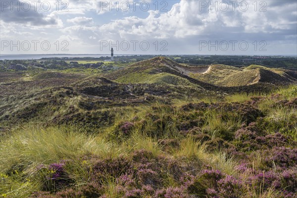 Heath landscape