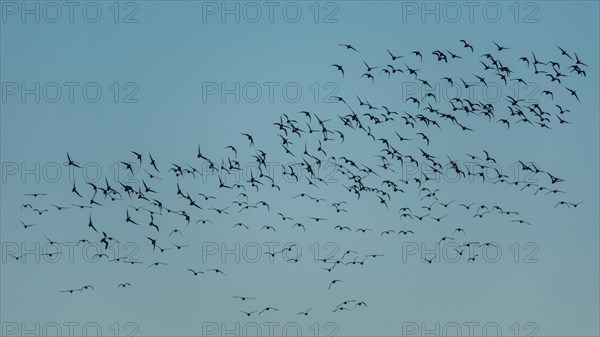 Brent Goose