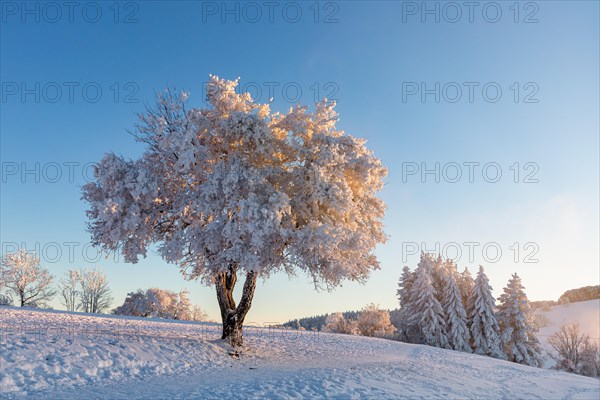 Frozen trees