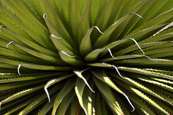 Puya raimondii