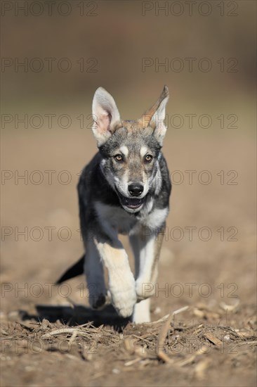 Marxdorf wolfhound