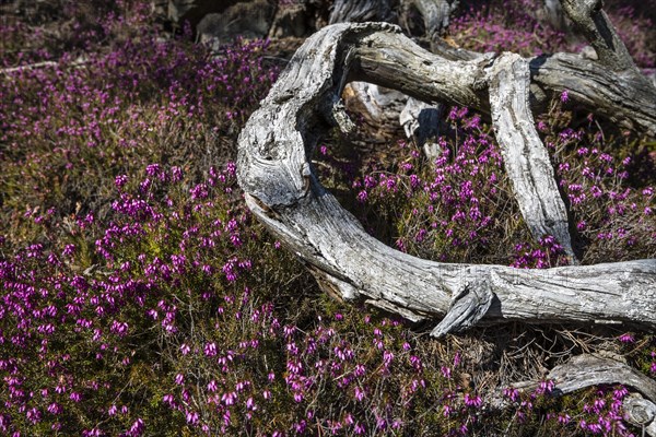 Flowering snow heather