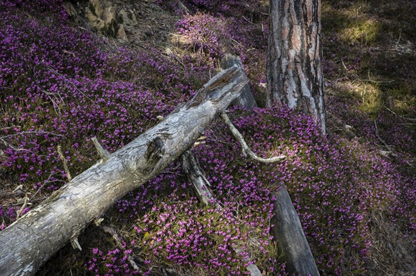 Flowering snow heather